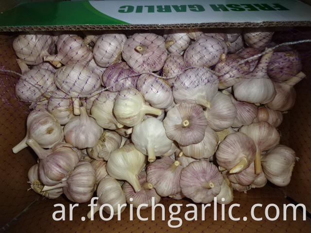 Fresh Normal White Garlic Crop 2019